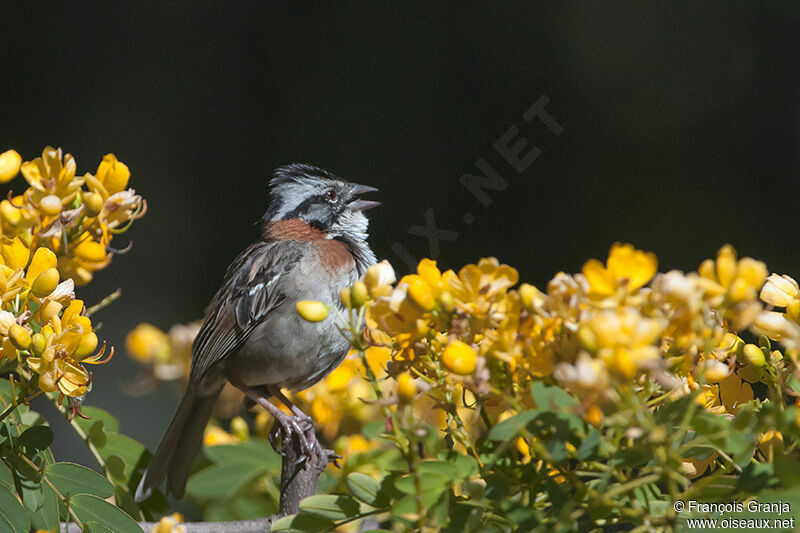 Rufous-collared Sparrow male adult