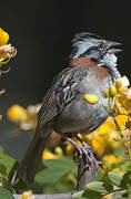 Rufous-collared Sparrow