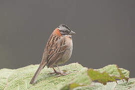 Rufous-collared Sparrow