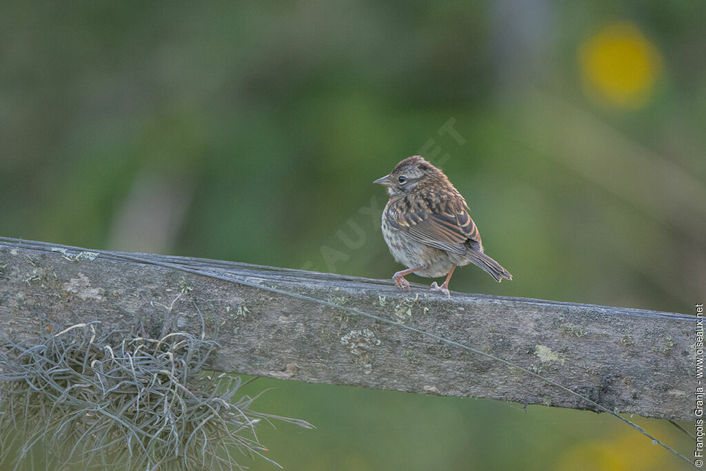 Rufous-collared Sparrowjuvenile