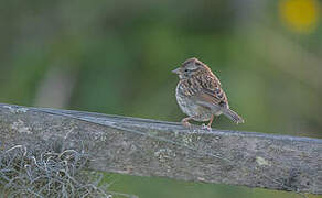 Rufous-collared Sparrow