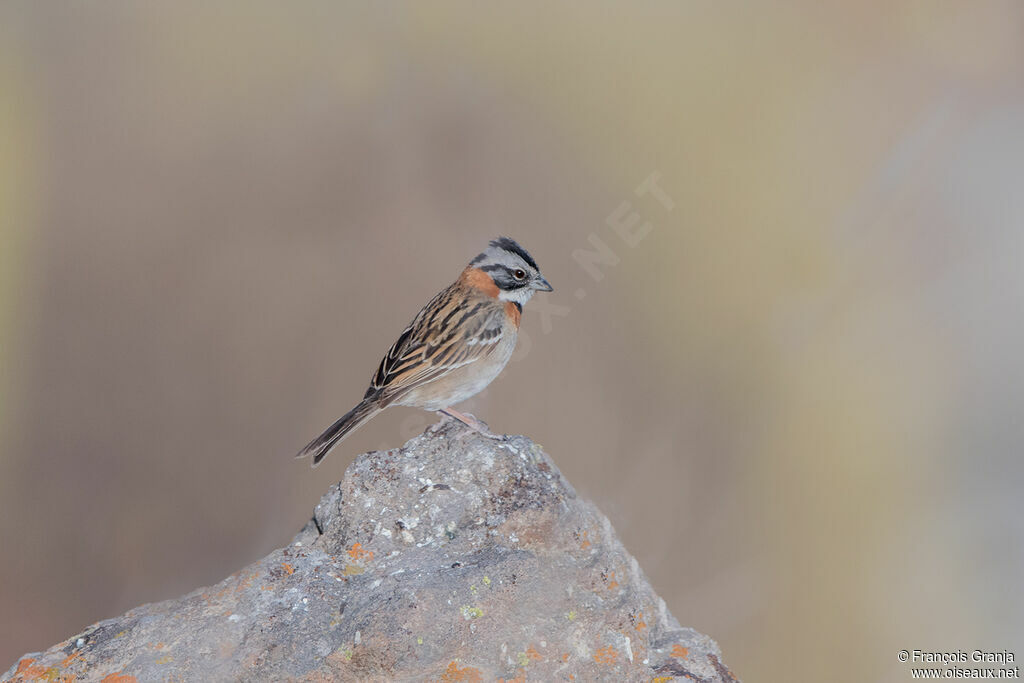 Rufous-collared Sparrow