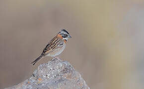 Rufous-collared Sparrow