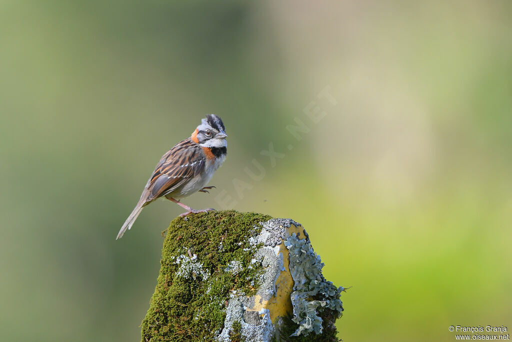 Rufous-collared Sparrow