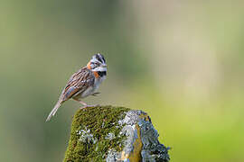 Rufous-collared Sparrow