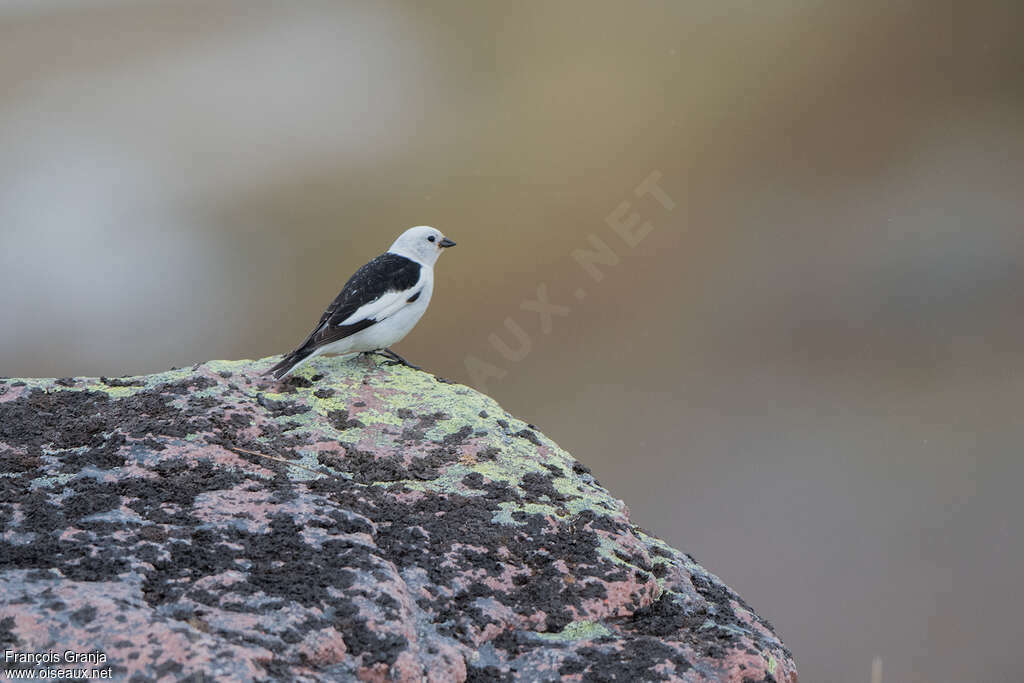 Snow Bunting male adult breeding, habitat