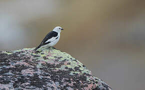 Snow Bunting