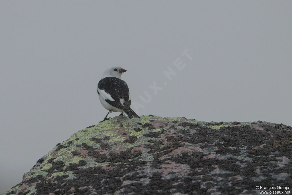 Snow Bunting