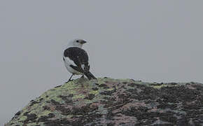 Snow Bunting