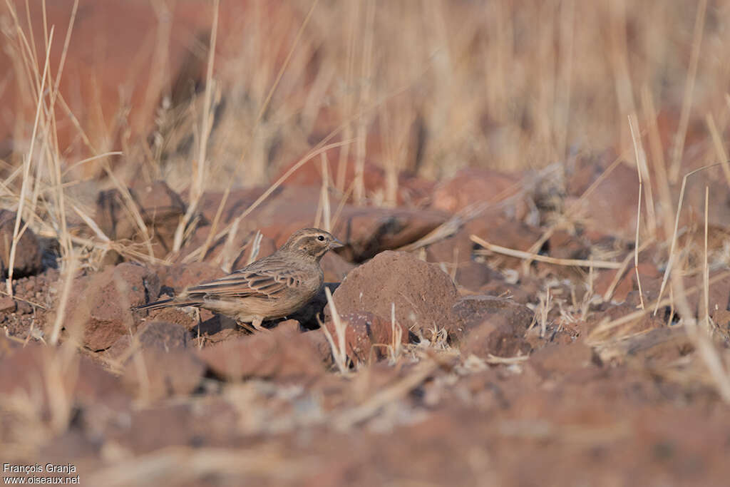 Lark-like Buntingadult, habitat, camouflage, pigmentation, fishing/hunting