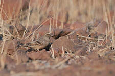 Bruant des rochers