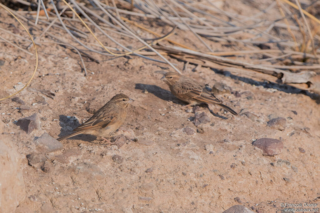 Lark-like Bunting