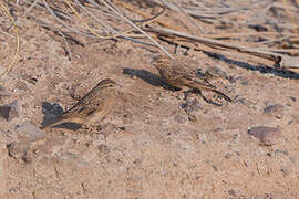 Lark-like Bunting