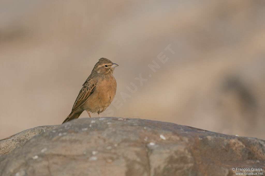 Lark-like Bunting