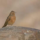 Bruant des rochers