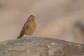 Bruant des rochers