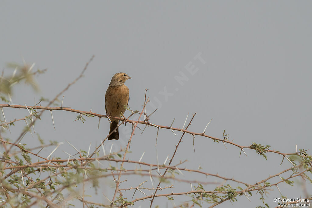 Lark-like Bunting