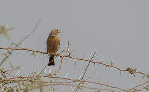 Lark-like Bunting