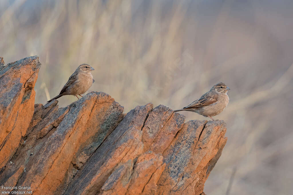 Lark-like Buntingadult, habitat, pigmentation