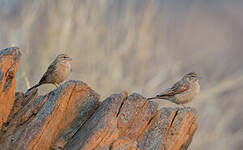 Bruant des rochers