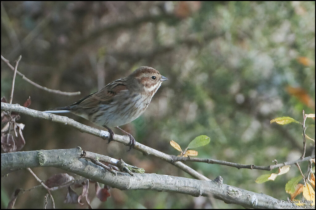 Common Reed Buntingadult