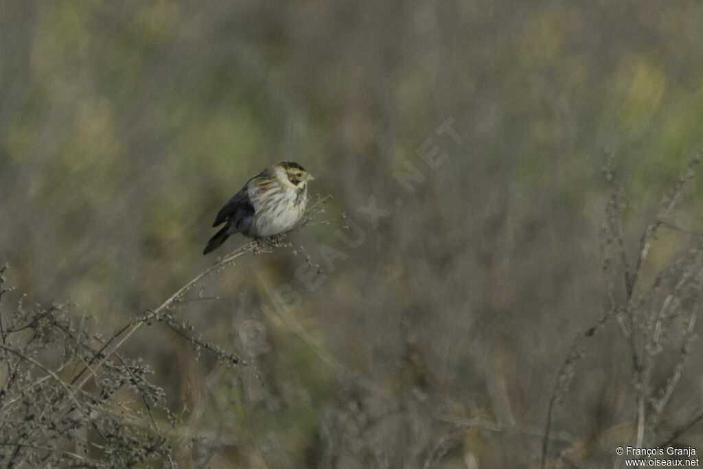 Common Reed Bunting