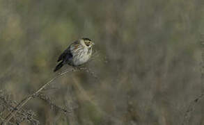 Bruant des roseaux