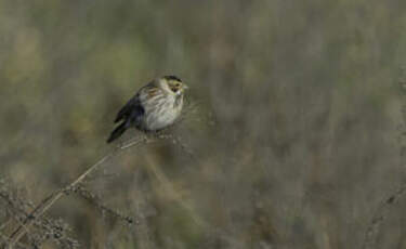 Bruant des roseaux