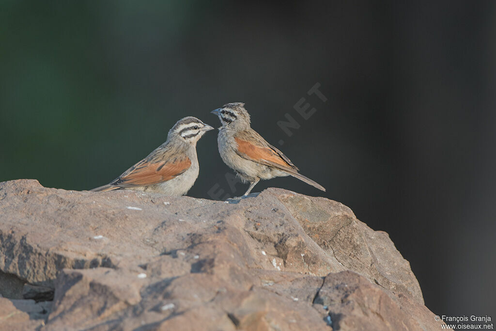 Cape Bunting