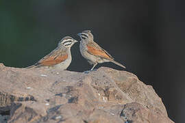 Cape Bunting