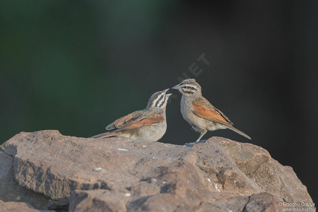 Cape Bunting