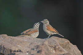 Cape Bunting