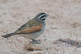 Cape Bunting