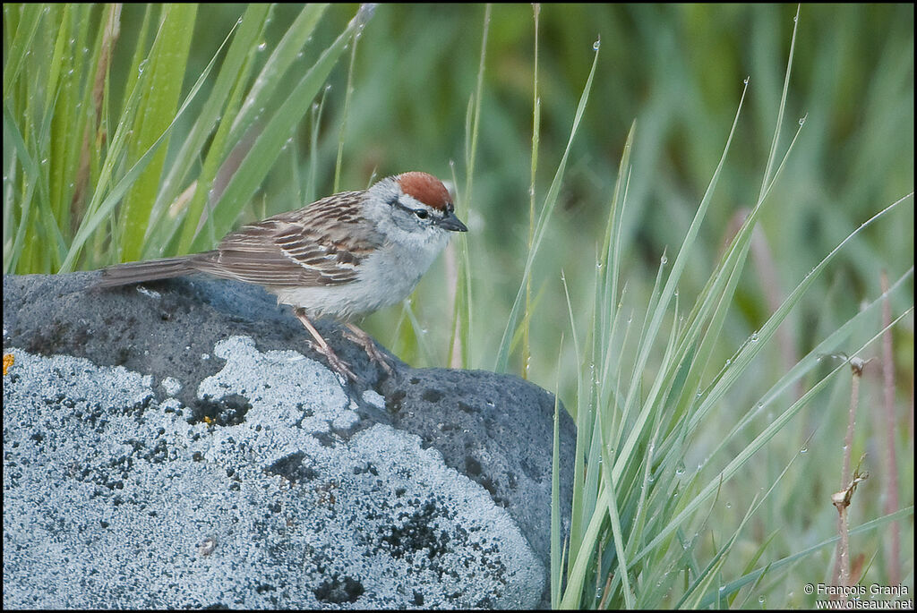 Chipping Sparrowadult