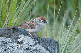 Chipping Sparrow