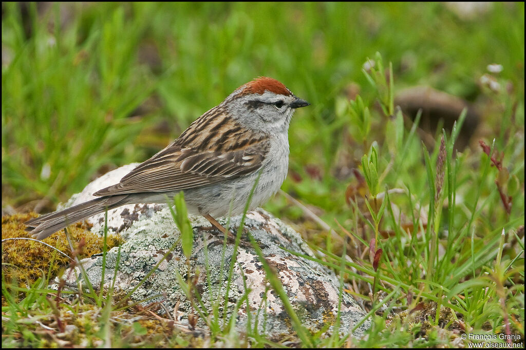 Chipping Sparrowadult