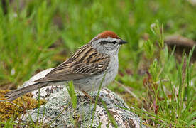 Chipping Sparrow