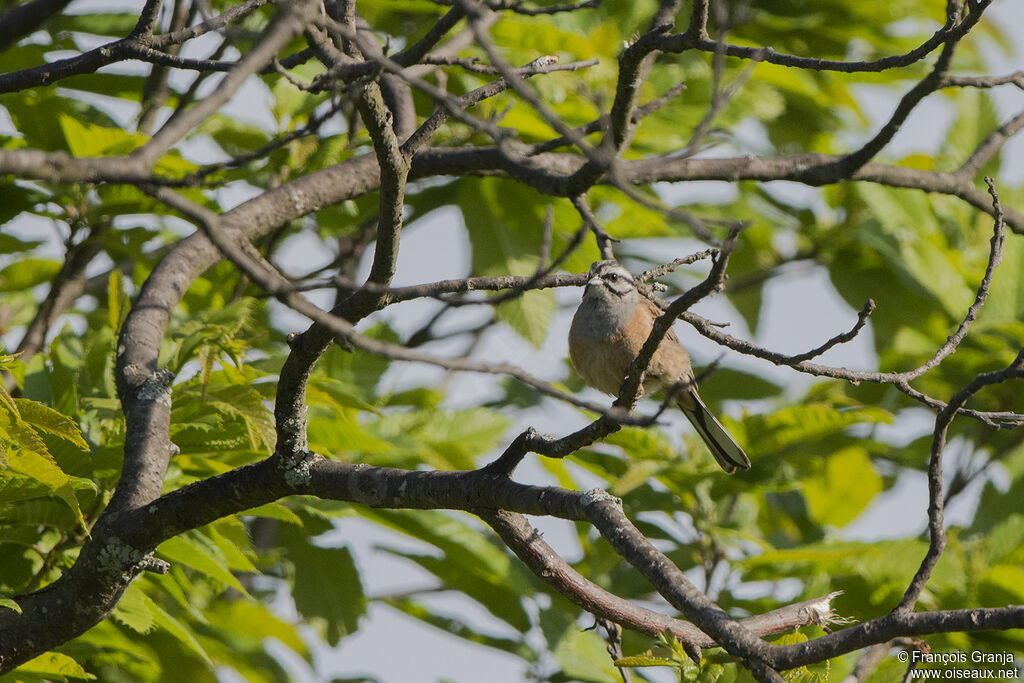 Rock Bunting