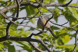 Rock Bunting