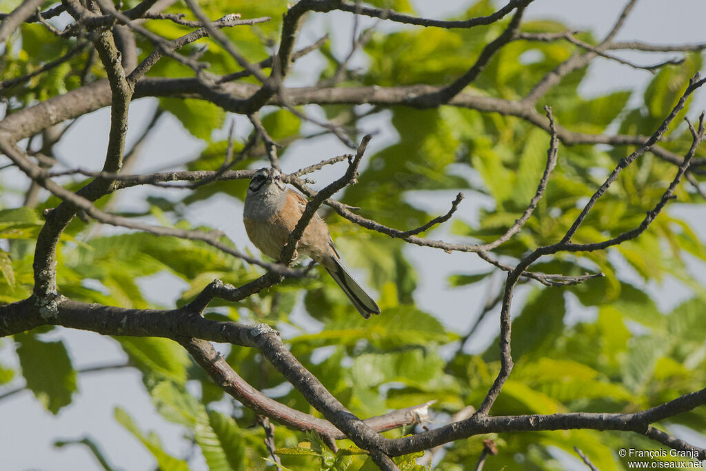 Rock Bunting