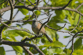 Rock Bunting