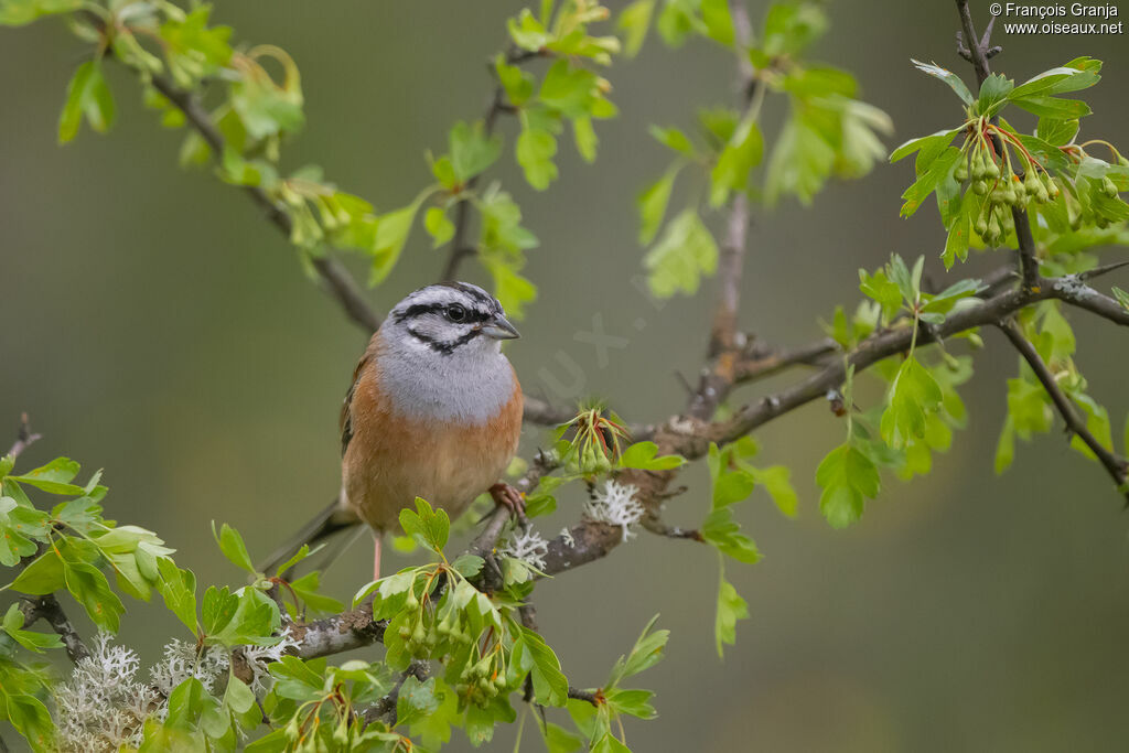Rock Bunting
