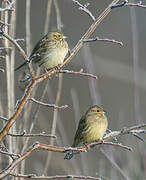 Yellowhammer