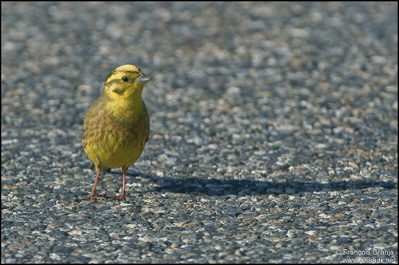 Bruant jaune mâle adulte nuptial