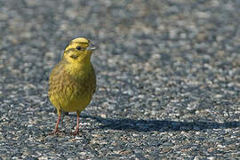 Yellowhammer