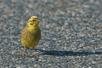 Bruant jaune