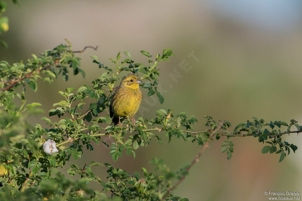 Yellowhammer