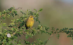 Bruant jaune