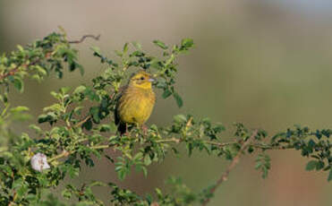 Bruant jaune