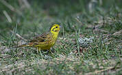 Bruant jaune